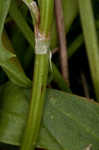 Common sheep sorrel